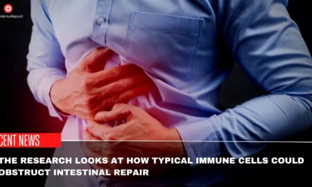 The Research Looks At How Typical Immune Cells Could Obstruct Intestinal Repair